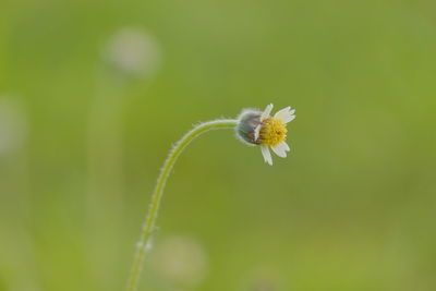 Closeup of wild dandelion 