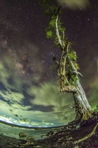 Close-up of turtle against sky at night