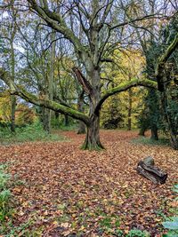 Tree in park during autumn