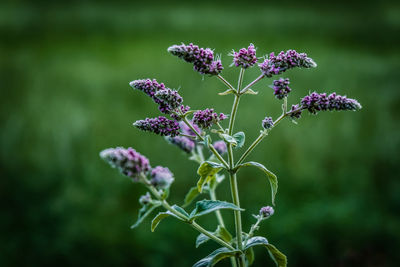 Close-up of purple flowering plant