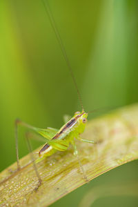 Close-up of insect