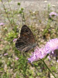 Close-up of butterfly on flower