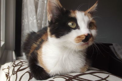 Close-up portrait of a cat at home