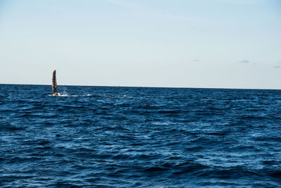 Sailboat sailing in sea against clear sky