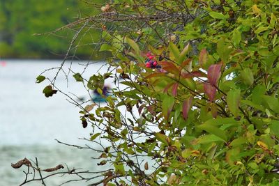 Bird perching on tree