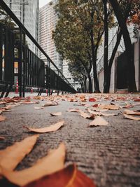 Autumn leaves on street by building
