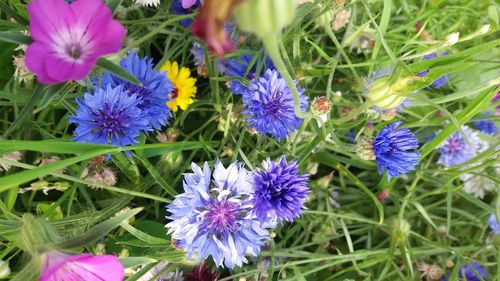 Close-up of purple flowers blooming outdoors