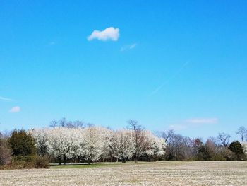 Trees on landscape against blue sky