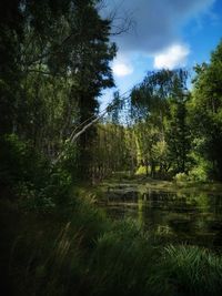 Trees by lake in forest against sky