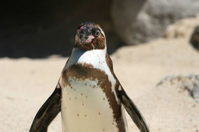 Close-up portrait of a bird