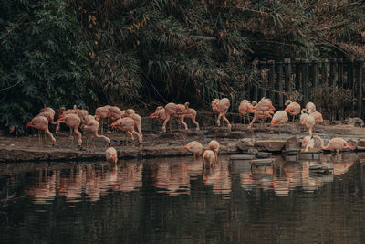 Flamingos in the water in ecoparque buenos aires