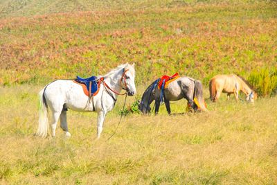 Horses on beautiful grass field