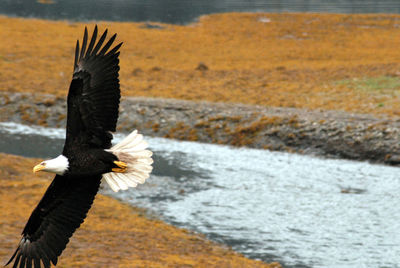 Bird flying over sea