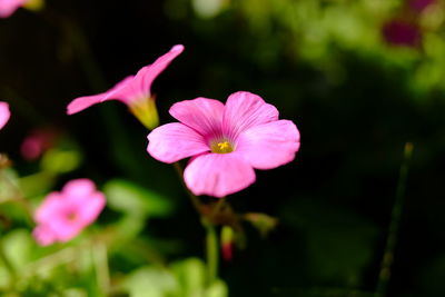 Close-up of pink flowering plant in park