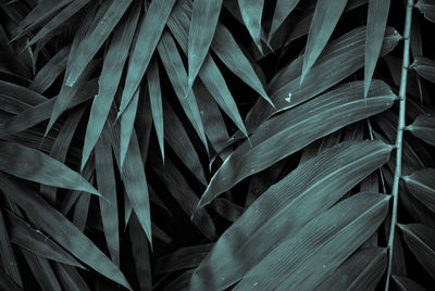 Close-up of palm leaves