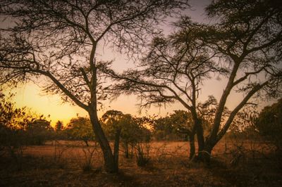 Bare trees on field