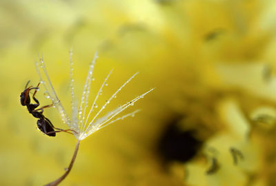 Close-up of insect on plant