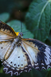 Close-up of butterfly perching on leaf