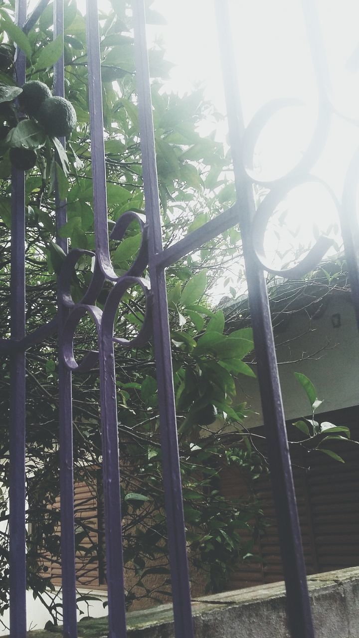 tree, sunlight, window, indoors, fence, built structure, growth, glass - material, railing, architecture, day, metal, sunbeam, plant, low angle view, protection, no people, safety, metal grate