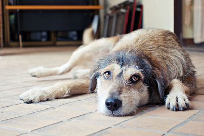 Close-up of dog lying on floor at home