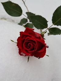 Close-up of red rose