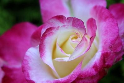 Close-up of pink rose