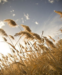 Low angle view of plants on field against sky