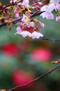 Close-up of pink cherry blossoms in spring