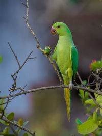 Parrot eating fruit on tree