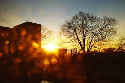 Sun shining through trees
