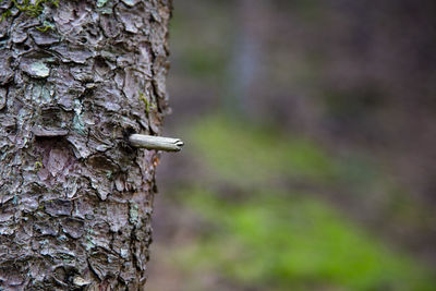 Close-up of a bird on tree trunk