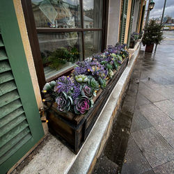 Potted plants on window of building