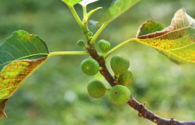 Close-up of berries growing on tree