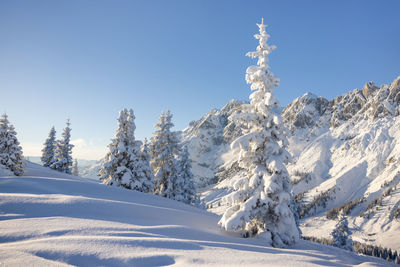 Snow covered mountain peak through a forest of fir and pine trees in the alps