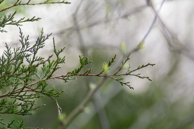 Close-up of plant against blurred background