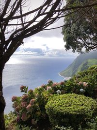 Plants by sea against sky