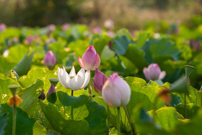 Close-up of pink lotus water lily