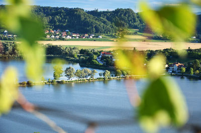 Tilt-shift image of trees by lake