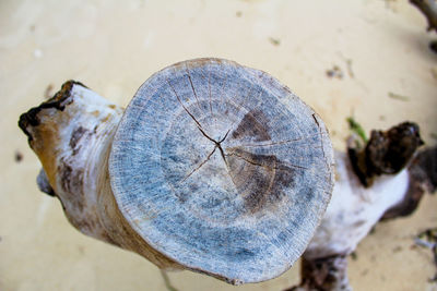 High angle view of log on beach