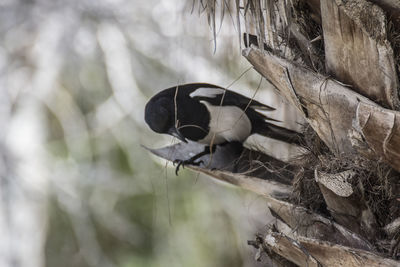 Close-up of bird in nest