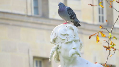 Close-up of bird perching outdoors