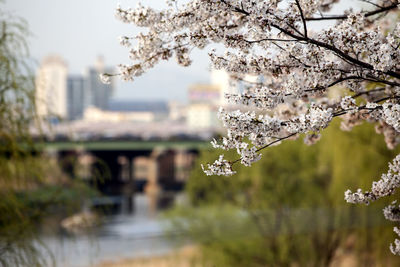 Close-up of cherry blossom trees blooming in park