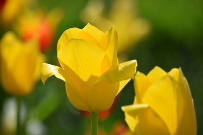 Close-up of yellow tulip