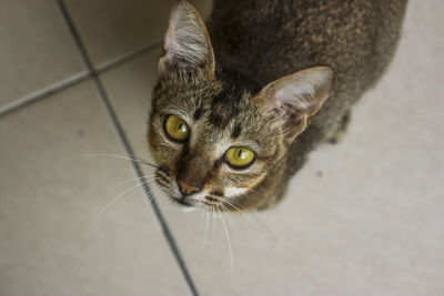 Close-up portrait of a cat
