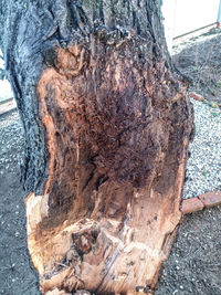 Close-up of tree trunk