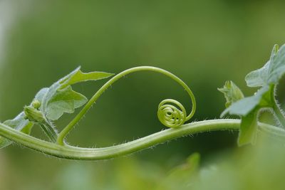 Close-up of green plant