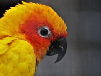 Close-up of a parrot
