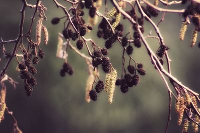 Close-up of alder catkins  against trees
