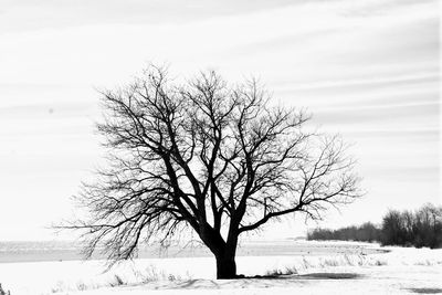 Bare tree on snow covered field against sky
