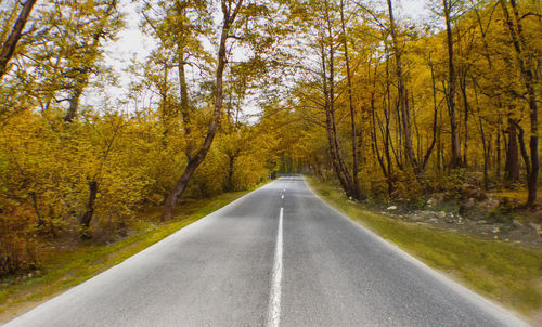 Road amidst trees in forest during autumn